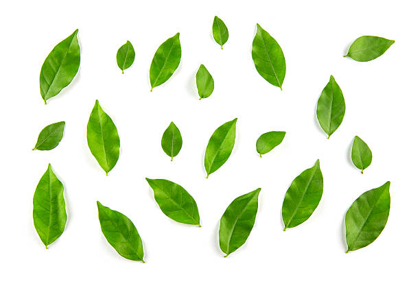 istock Collage of leaves on white background 609804744