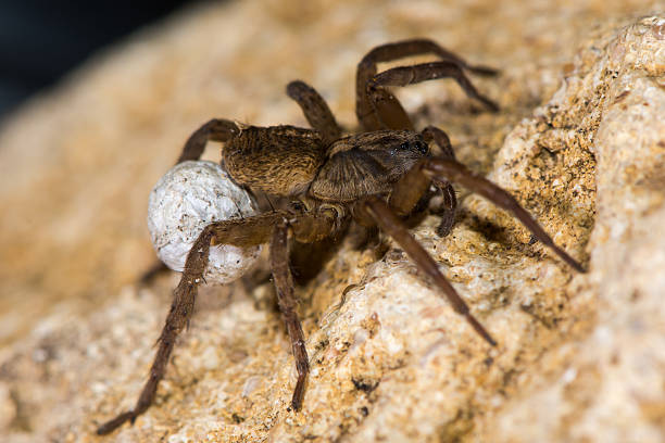 istock Trochosa ruricola wolf spider female with egg sac 609805370