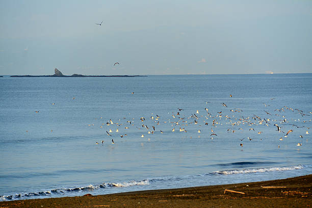 istock Chigasaki beach and seabirds 609806056
