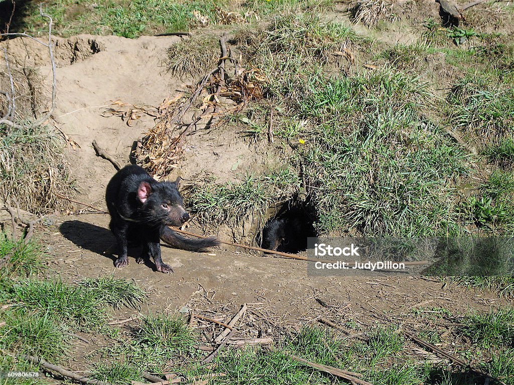 Tasmanian Devil & Burrow A Tasmanian Devil, a marsupial native to Tasmania,  near its den. Tasmanian Devil Stock Photo