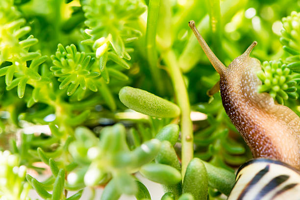istock Snail and Fleshy plant 609807012