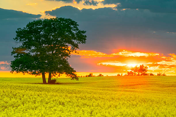 istock Canola flowers in the sunset 609807140