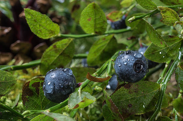 Blueberries with water drops after rain Blueberries closeup with water drops on the berries after rain. make over series stock pictures, royalty-free photos & images