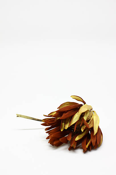 istock Dried Red Yellow Dahlia - Laying Down - Portrait 609808346