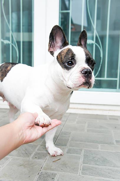 istock tame French bulldog 609809590