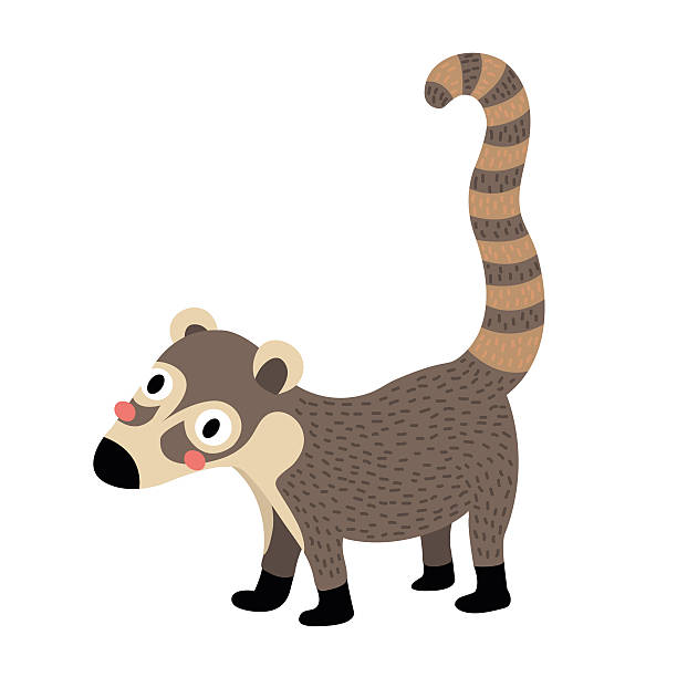 ilustrações, clipart, desenhos animados e ícones de ilustração vetorial do personagem coati animal desenho animado. - coati