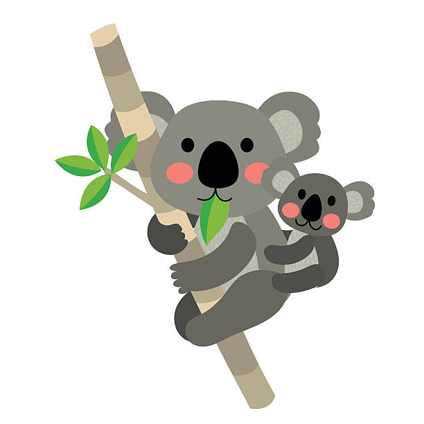 koala bär und baby koala tier cartoon charakter vektor-illustration. - koala australia animal isolated stock-grafiken, -clipart, -cartoons und -symbole