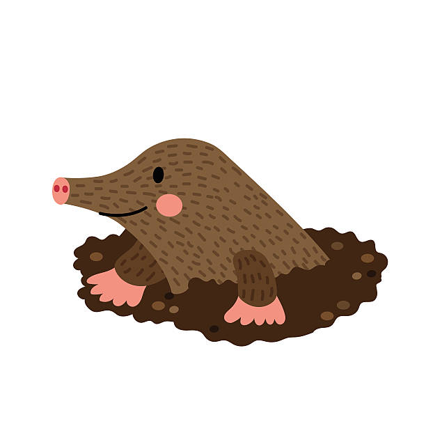 Digging Mole animal cartoon character vector illustration. Mole Digging Out of the Dirt animal cartoon character. Isolated on white background. Vector illustration. mole animal stock illustrations