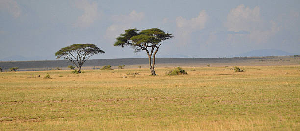istock Kenya,Amboseli,national park,Kilimanjaro 609811362