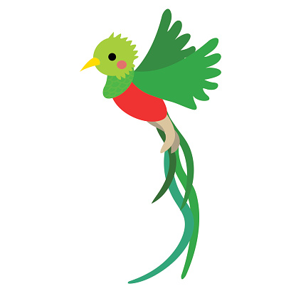 Flying Quetzal bird animal cartoon character vector illustration.