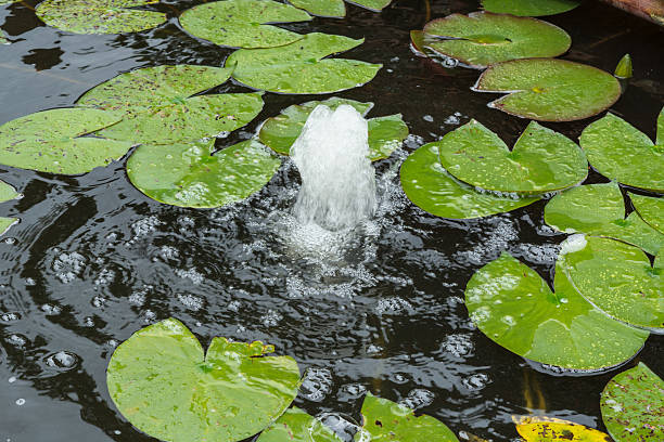 Natural pond, garden pond with lily pads and water fountain stock photo