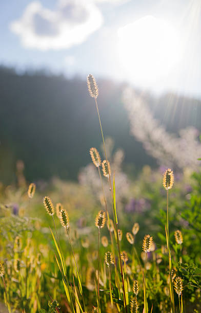 istock Gold ears in the sunlight 609814070