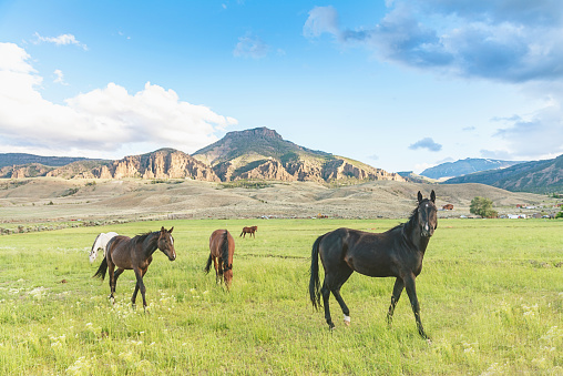 Wild horses in the vast and beautiful landscape of Wyoming, near the town of Cody, USA.