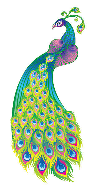 ilustraciones, imágenes clip art, dibujos animados e iconos de stock de hermoso pavo real aislado sobre fondo blanco. - feather peacock ornate vector