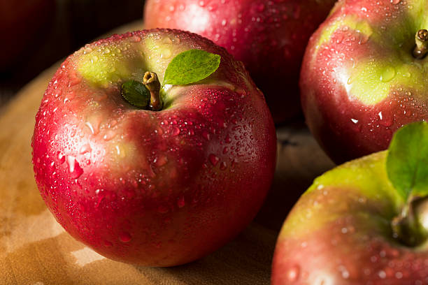 raw organic red mcintosh apples - macintosh apple imagens e fotografias de stock