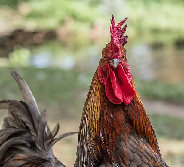 A cockerel portrait head shot