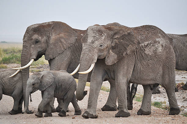 istock Kenya,Amboseli,national park 609815274