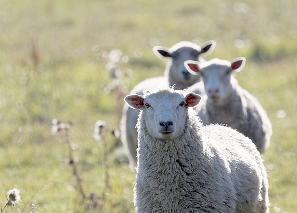Three white sheep on a meadow in a row in the warm evening sun