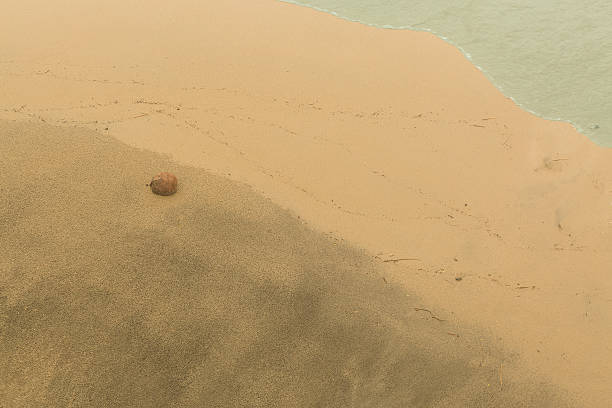 cocco solitario lavato su una spiaggia - surfy foto e immagini stock