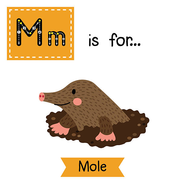 Letter M tracing. Mole Digging Out of the Dirt. M letter tracing. Mole Digging Out of the Dirt. Cute children zoo alphabet flash card. Funny cartoon animal. Kids abc education. Learning English vocabulary. Vector illustration. mole animal stock illustrations