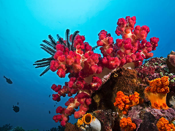 coral blando, stachlige weichkoralle (stereonephthya sp) - soft coral fotografías e imágenes de stock