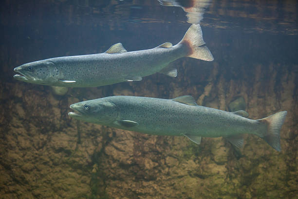 Huchen (Hucho hucho) or Danube salmon. Huchen (Hucho hucho), also known as the Danube salmon. Wildlife animal. danube valley stock pictures, royalty-free photos & images