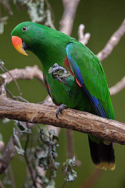 Eclectus parrot (Eclectus roratus). Eclectus parrot (Eclectus roratus). Wildlife animal. eclectus parrot australia stock pictures, royalty-free photos & images