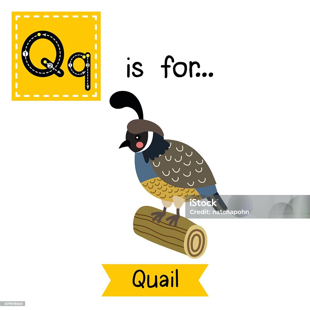 Letter Q Tracing Quail Bird Perching On Wood Log Stock Illustration -  Download Image Now - Alphabet, Alphabetical Order, Animal - iStock