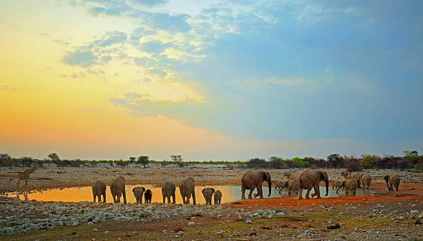 istock Waterhole at dusk with a herd of elephants 609818856