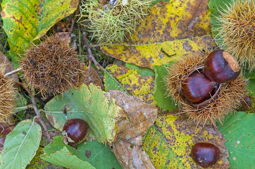 Burst chestnut fruit on autumnal foliage