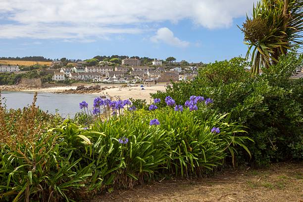 Looking towards Porthcressa Beach, St Mary's, Isles of Scilly, England Looking over Agapanthus flowers towards Porthcressa Beach, St Mary's, Isles of Scilly, Cornwall, England. tresco stock pictures, royalty-free photos & images