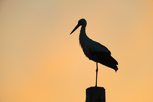 Silhouette of a  white stork (Ciconia ciconia) with sunset sky.