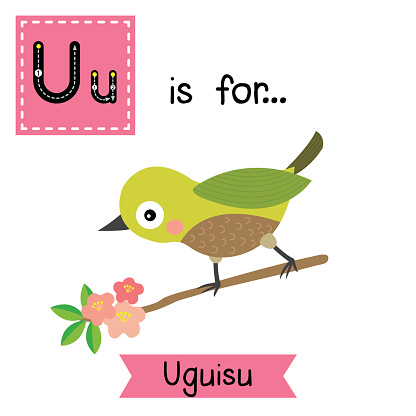 U letter tracing. Uguisu bird Japanese bush warbler. Cute children zoo alphabet flash card. Funny cartoon animal. Kids abc education. Learning English vocabulary. Vector illustration.