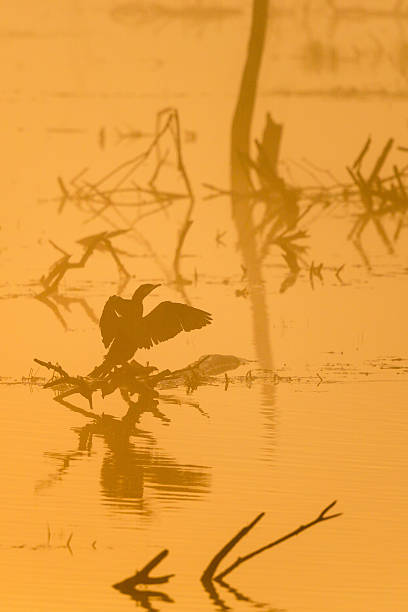 istock Cormorant in silhouette flapping their wings in the predawn mist 609821398