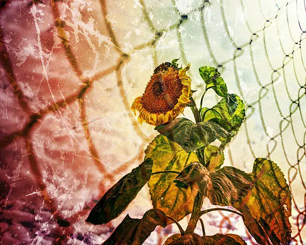 Faded sunflower for the prison fence. Photos in a grunge style.