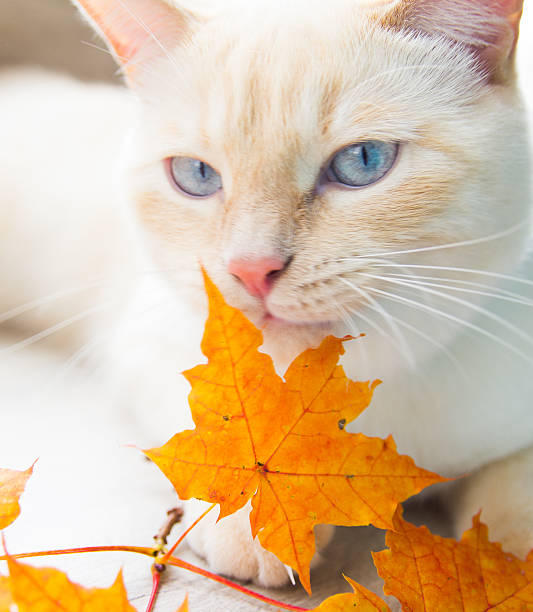 istock cat playing with autumn leaves 609822040