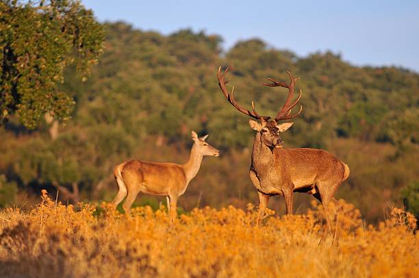 istock Adult red deer stag. 609822272