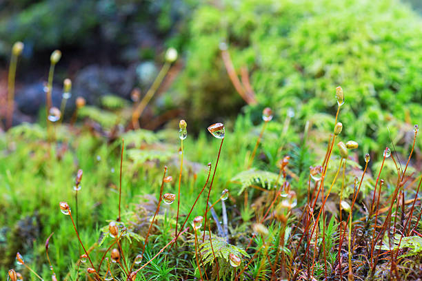istock Closeup of Moss with dewdrops 609822398