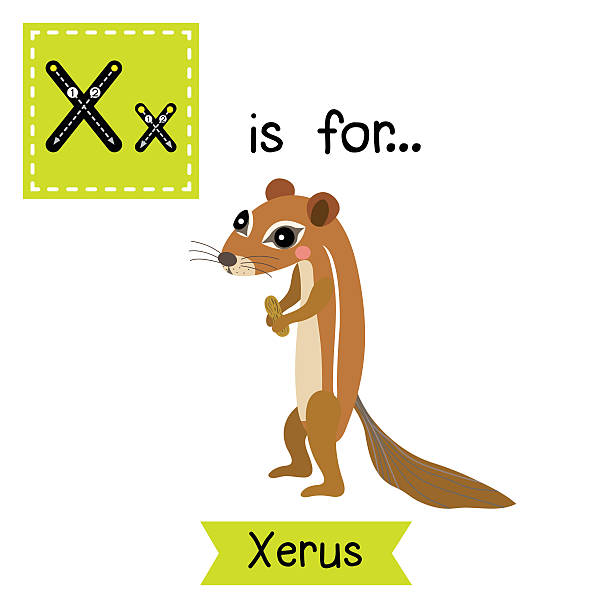 Letter X tracing. Xerus. X letter tracing. Xerus. Cute children zoo alphabet flash card. Funny cartoon animal. Kids abc education. Learning English vocabulary. Vector illustration. african ground squirrel stock illustrations