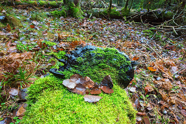 istock Log with green moss and a black polypore mushrooms in 609822570