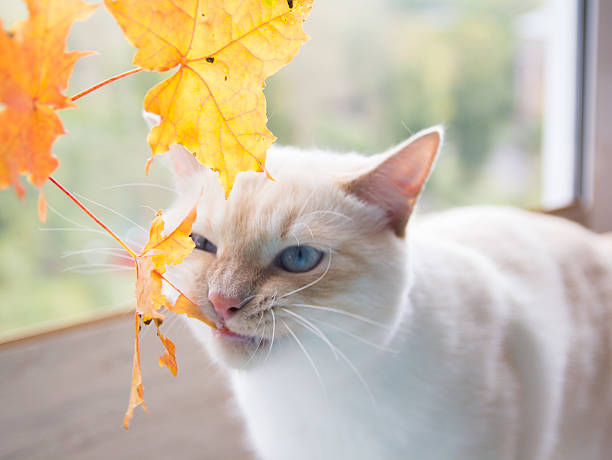 istock cat playing with autumn leaves 609822620
