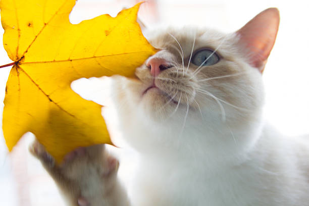 istock cat playing with autumn leaves 609822686