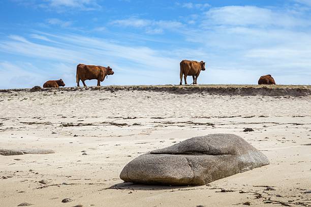 Cows on the beach, St Agnes, Isles of Scilly, England Cows on the beach, St Agnes, Isles of Scilly, Cornwall, England. tresco stock pictures, royalty-free photos & images