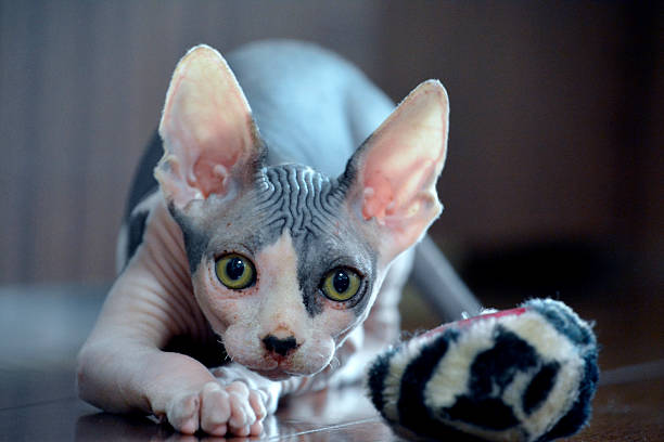Play Time - Canadian Sphynx Hairless Cat 8 weeks old Canadian Sphynx hairless kitten loves his furry toys! sphynx hairless cat stock pictures, royalty-free photos & images