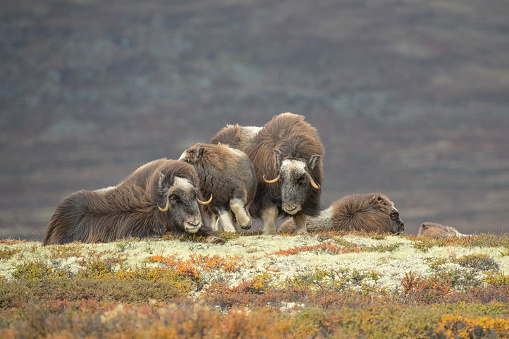 Mature Female Musk Ox, one nudges a baby out of her way, and a couple of sub adults lying down in the background.