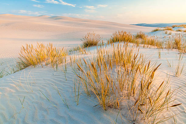 istock beautiful view of the coastal dunes 609823328