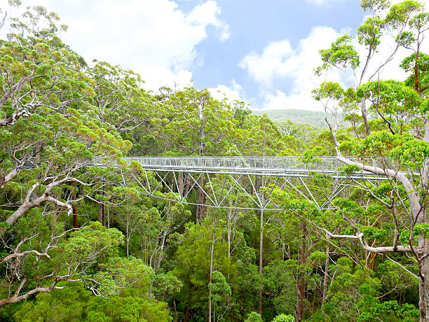 Valley of the Giants Tree Top Walk