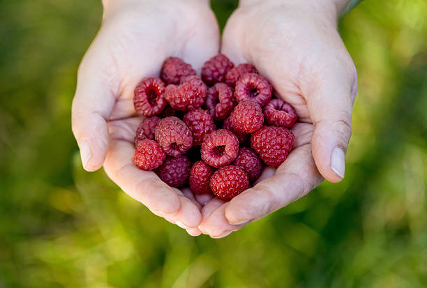 istock Mother hands full with fresh berries. 609825194