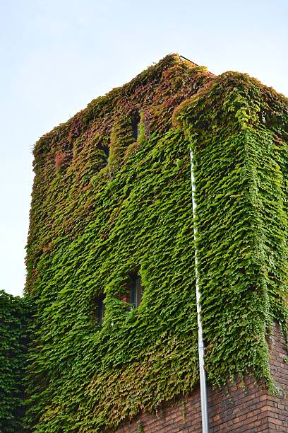 istock Urban House with Green Walls 609825304