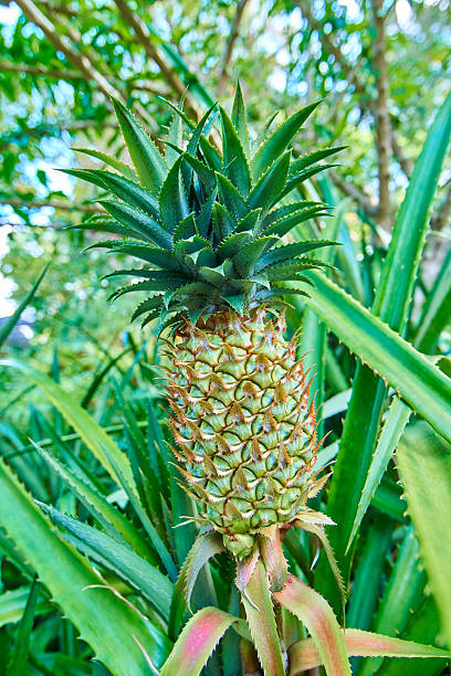 Pineaple Pictures | Download Free Images on Unsplash